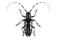 Bug off: The third annual Swimming Pool Survey aims to help New York 
officials prevent Asian longhorned beetles from killing maples and other
 hardwood trees.