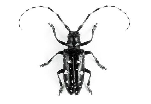 Bug off: The third annual Swimming Pool Survey aims to help New York 
officials prevent Asian longhorned beetles from killing maples and other
 hardwood trees.
