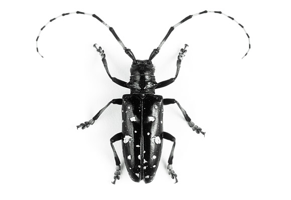 Bug off: The third annual Swimming Pool Survey aims to help New York 
officials prevent Asian longhorned beetles from killing maples and other
 hardwood trees.