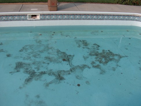What looks like a common black algae stain is actually fungus or bacteria permeating through the liner from the behind.