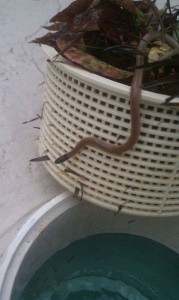 You never know what critters you'll encounter on the job. Seen here 
is a Central Florida Crowned Snake slithering out of a skimmer basket.