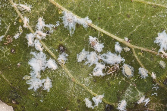 The rugose spiraling whitefly has been blamed for a host of pool 
problems in southern Florida. In recent months, service pros in the 
north central part of the state have speculated that the critters have 
been creeping their way up. Turns out, it's not the whitefly that has 
been wreaking havoc, but the Asian woolly hackberry aphid, seen here.